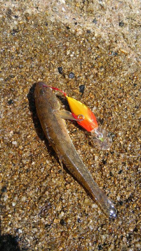 鯊クランクベイト(笑)。