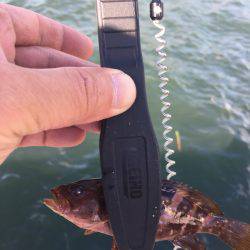 ロックのちオクトパス