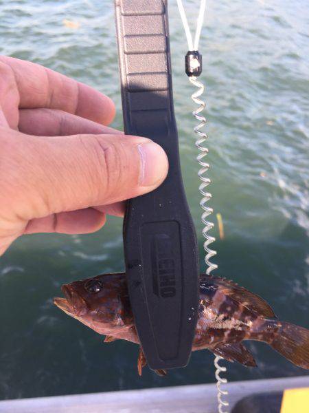 ロックのちオクトパス