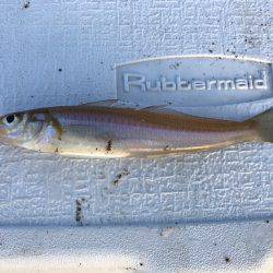 今年初キス釣り