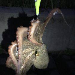 ナイト＆デイタコゲーム