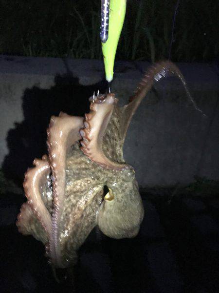 ナイト＆デイタコゲーム