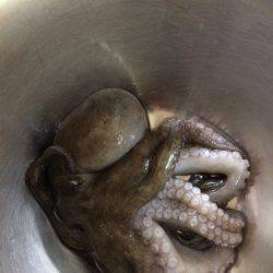 タコリベンジならず