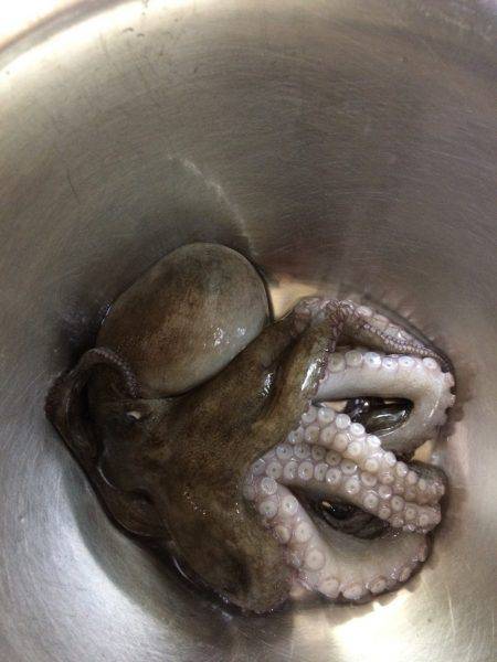 タコリベンジならず