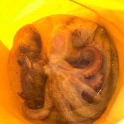 タコちゅ〜快調！