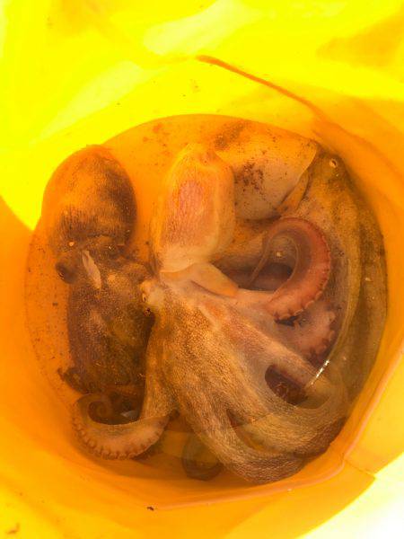 タコちゅ〜快調！