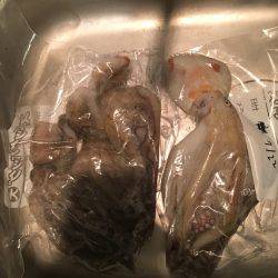 ツバス撃沈…ポーアイ沖堤 タコは釣れます