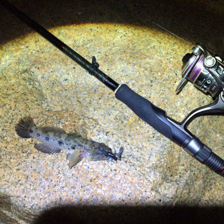 淀川チニング&ハゼ⁈