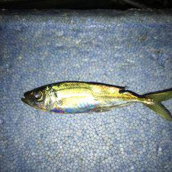 ライトショアジギング