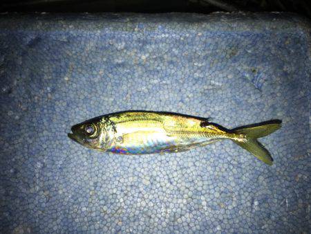 ライトショアジギング