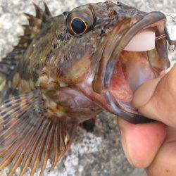 タコのちガシラ