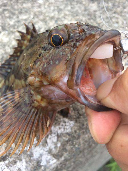 タコのちガシラ