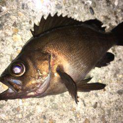 真夏のメバリング