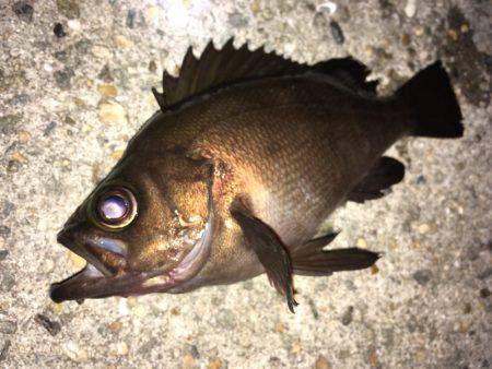 真夏のメバリング