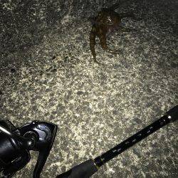 ナイトオクトパッシング