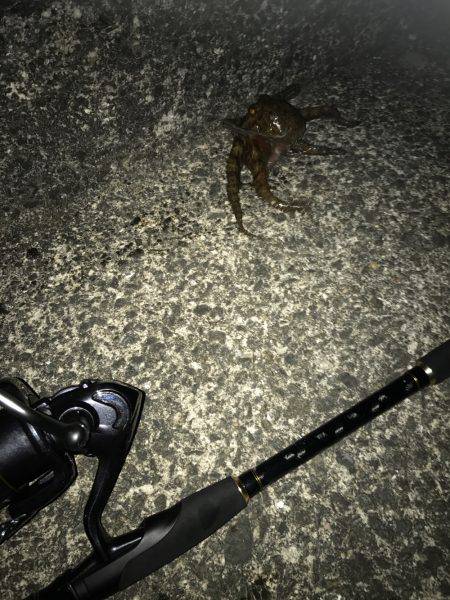 ナイトオクトパッシング