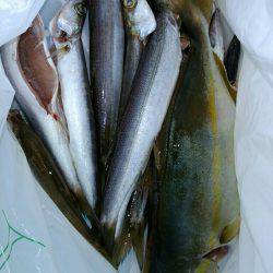 爆釣カマス＆シマアジ