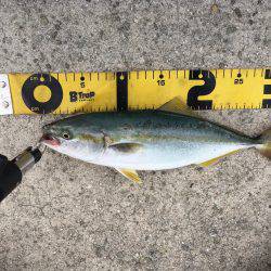 ツバス、少しずつサイズアップ^_^;