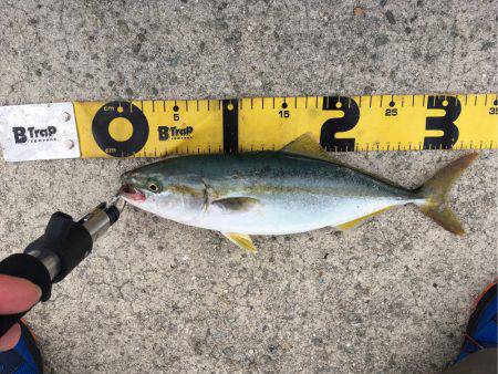 ツバス、少しずつサイズアップ^_^;