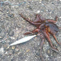 オクトパッシング