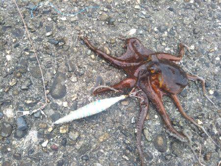 オクトパッシング