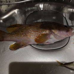 マアジ、ガシラ、アコウ