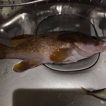 マアジ、ガシラ、アコウ