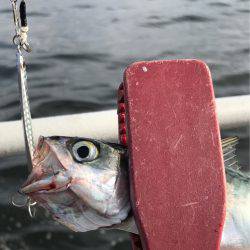 ジグサビキ&タコゲーム