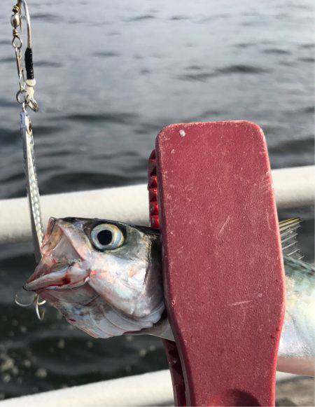 ジグサビキ&タコゲーム