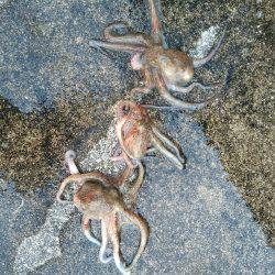 タコ　ダブルヘッダー