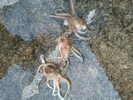 タコ　ダブルヘッダー