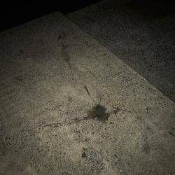 ケンサキ数釣りエギング