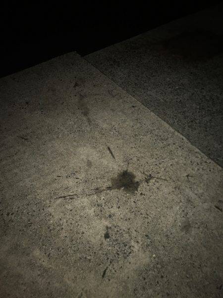 ケンサキ数釣りエギング