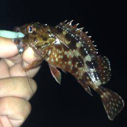 垂水漁港でガシリング！！