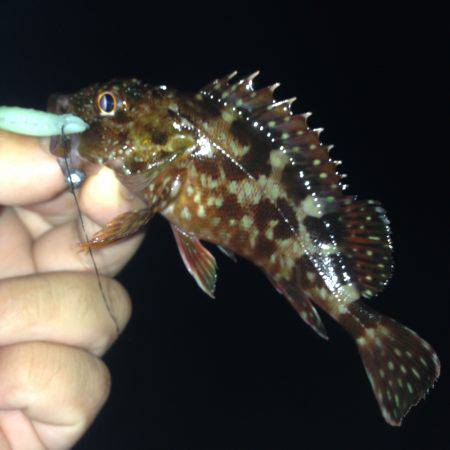 垂水漁港でガシリング！！