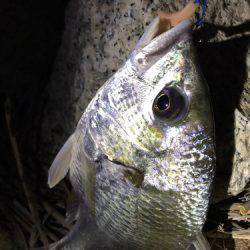 まだまだ釣れてます！