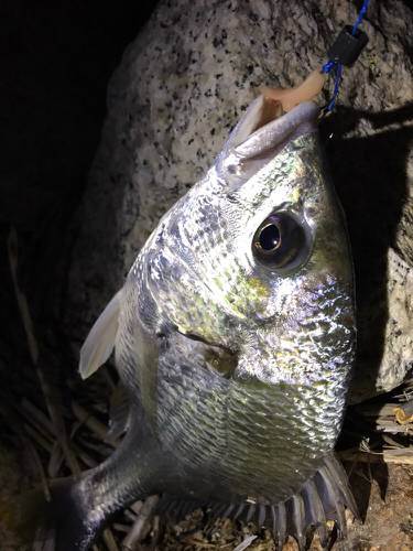 まだまだ釣れてます！