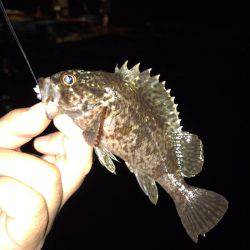 垂水漁港でガシリング！！