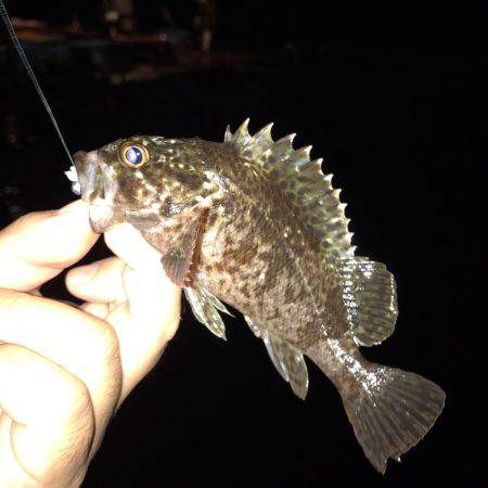 垂水漁港でガシリング！！