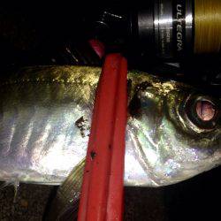 久々のアジング