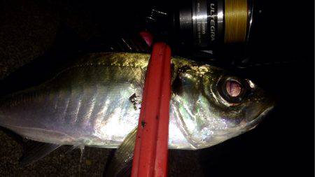 久々のアジング