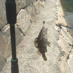 ロック！フィッシュ！