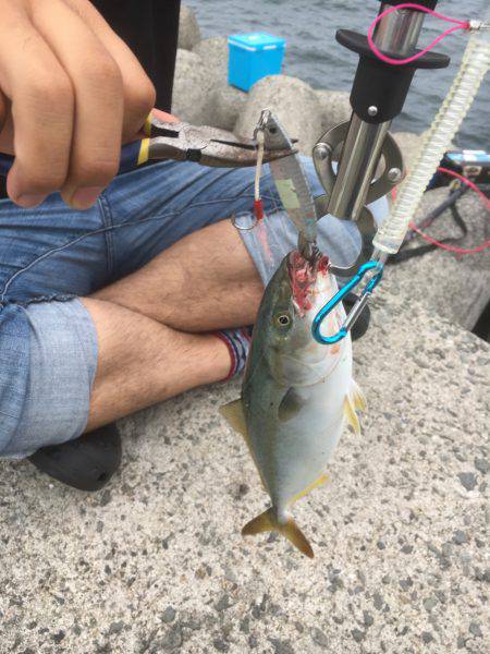 青物、タチウオ、シーバス狙い