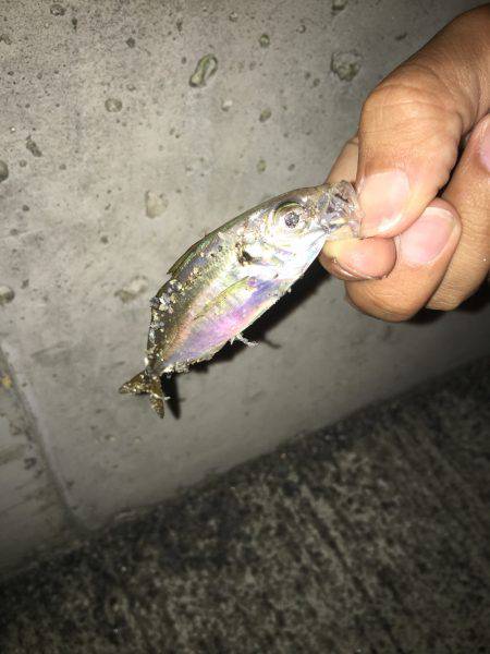 神戸港アジング…まだまだ豆アジ
