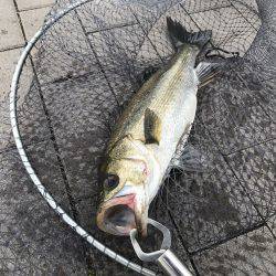 雨、ローライト、シーバスゲーム