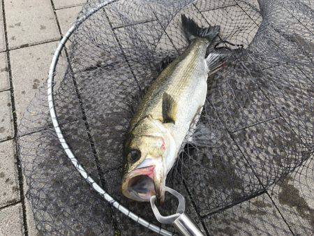 雨、ローライト、シーバスゲーム