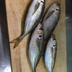 オクトパッシング&ジグサビキ&ショアジギ