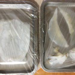 ケンサキではなくアオリ