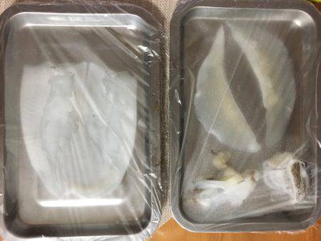 ケンサキではなくアオリ