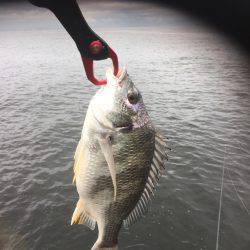 シーバスのはずが(T . T)